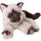 Bearington Cleo Plush Stuffed Animal Siamese Cat, Kitten 15 Inch, For Ages 3-14